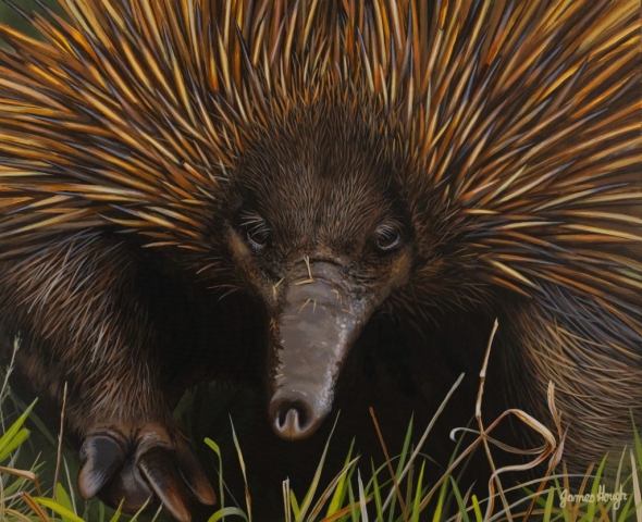 painting of Echidna by James Hough