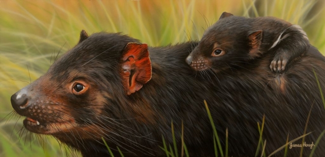 painting of Tasmanian Devil by James Hough