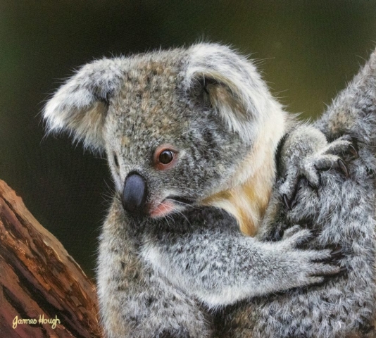 Koala painting by James Hough