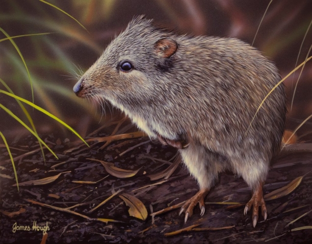 Painting Long Nosed Potoroo by James Hough