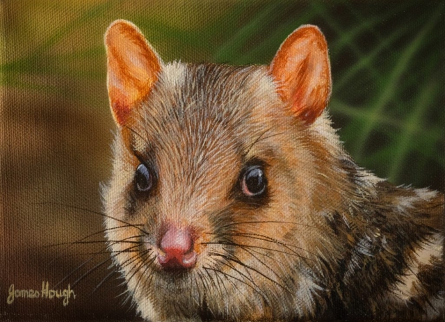 Eastern Quoll painting by James Hough