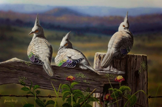 A Winter Afternoon Top Knot Pigeon painting by James Hough