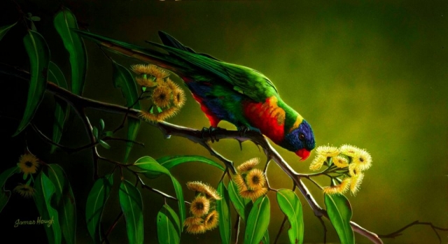 Eating ALone Lorikeet painting by James Hough