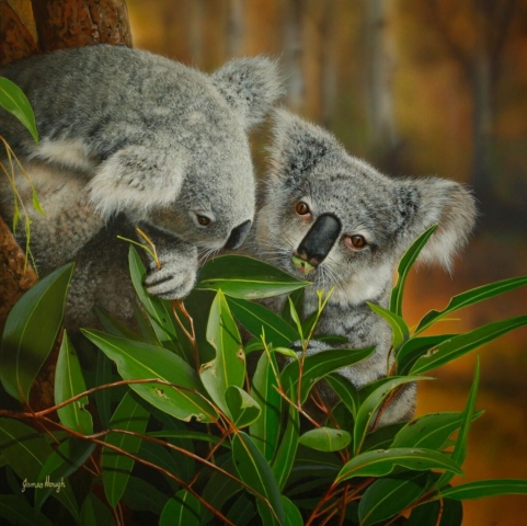Koala Painting Painting James Hough
