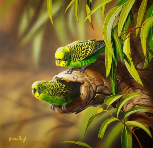 Maternity Ward Budgerigar painting by James Hough
