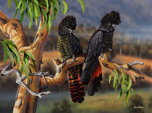 Overnight parking Black cockatoos painting by James Hough