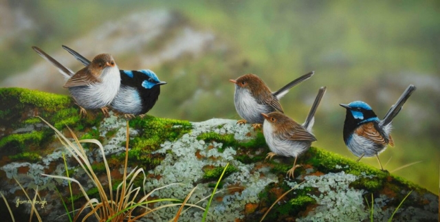Superb Fairy Wrens painting by James Hough