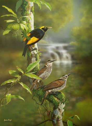 Bowerbird painting by James Hough