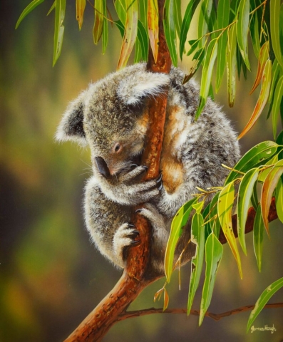 Tree top sleep Koala Painting James Hough