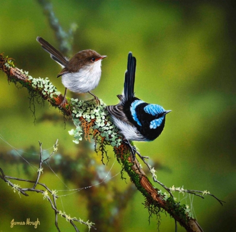 Two Eyes Fairy Wrens painting by James Hough