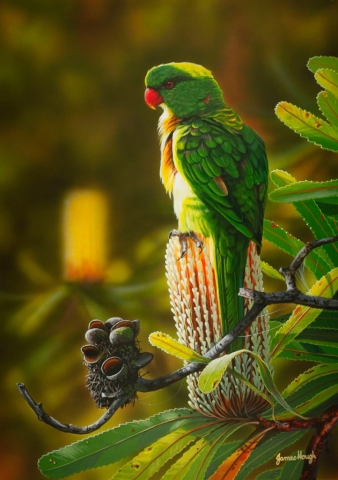 "Atop Old Man Banksia" - Scaley Breasted Lorikeet Painting by James Hough