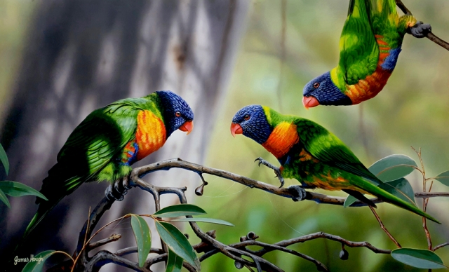 "Bold Move" - Rainbow Lorikeet Painting by James Hough