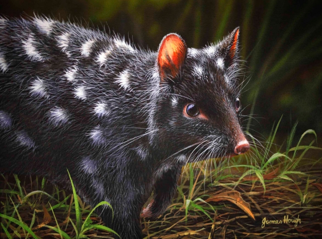 "Listen In" - Black Eastern Quoll Painting by James Hough