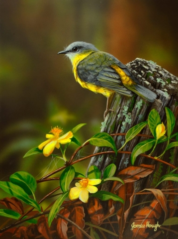 "Matching Guinea Flowers" - Eastern Yellow Robin by James Hough