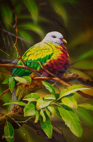 "Rainforest Hideaway" - Wampoo Fruit Dove Painting by James Hough