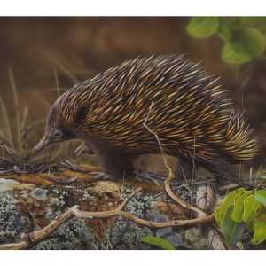 11858 James Hough Echidna Waddle