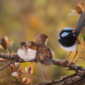 Family Portrait Superb Wrens 31x23cms