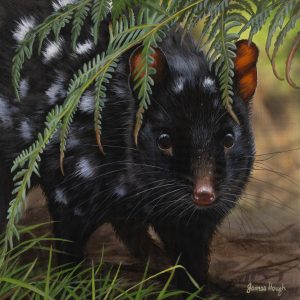 Cautious Encounter Eastern Quoll 31x31cms