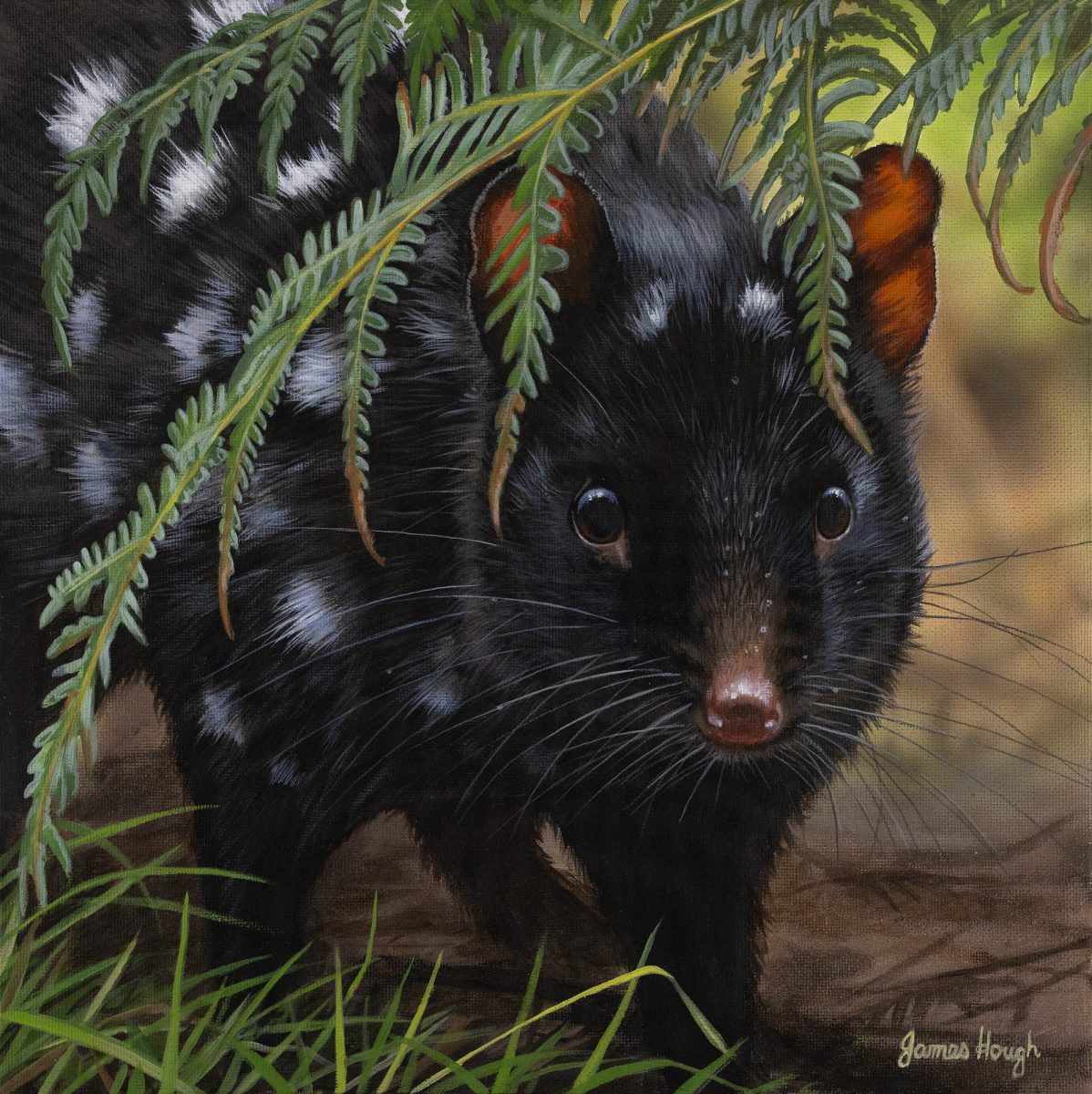 Cautious Encounter Eastern Quoll 31x31cms