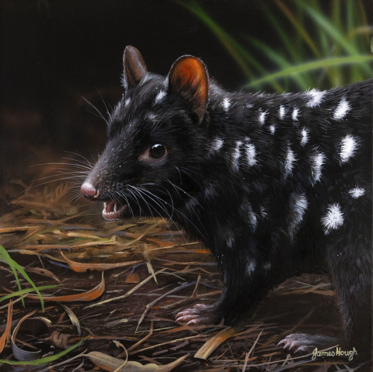 Conspicuously Spotted Eastern Quoll 31x31cms
