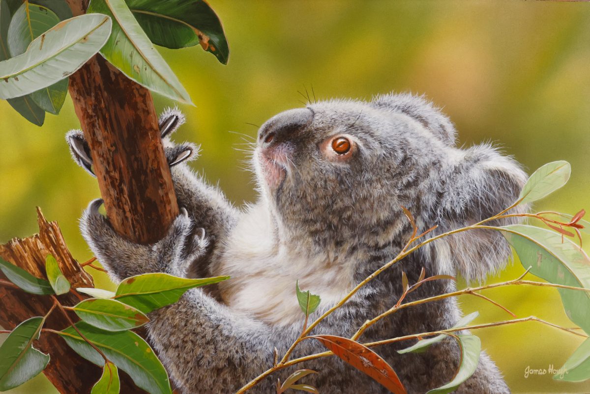 Gourmet Eucalypt Koala 46x31cms