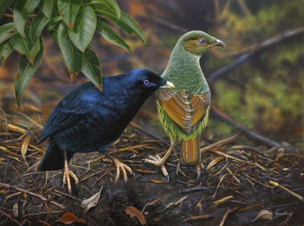 Satin Couple Satin Bowerbird 61x46cms