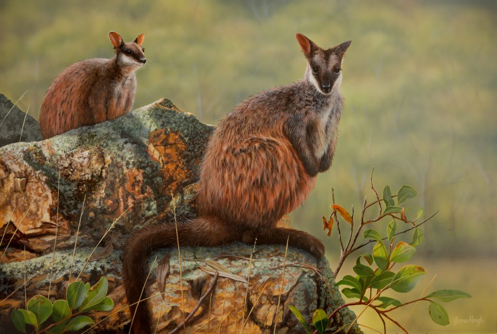 Ready to Act Brush Tailed Rock Wallaby 61x41cms