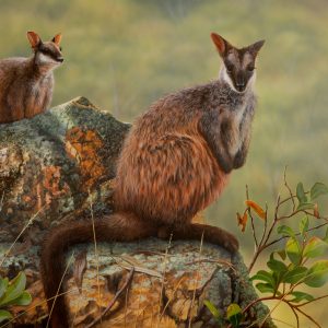 Ready to Act Brush Tailed Rock Wallaby 61x41cms