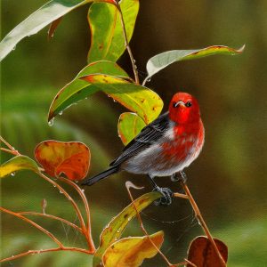 Parade of Colours Scarlet Honeyeater 31x41cms