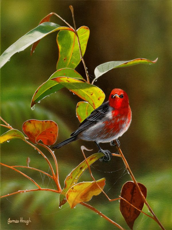 Parade of Colours Scarlet Honeyeater 31x41cms