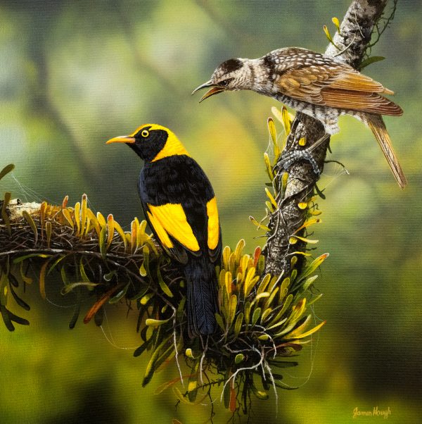 Selective Hearing Regent Bowerbird 40x40cms