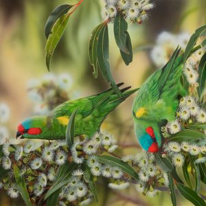 Sweet Beaks Musk Lorikeets 49x35cms