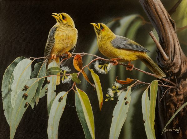 Echoes of Bellbirds Bell Minors 40x30cms