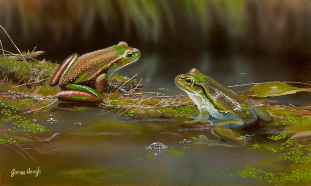 Taking a Dip Green and Golden Bell Frogs 40x24cms