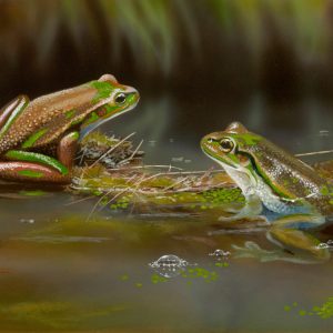 Taking a Dip Green and Golden Bell Frogs 40x24cms