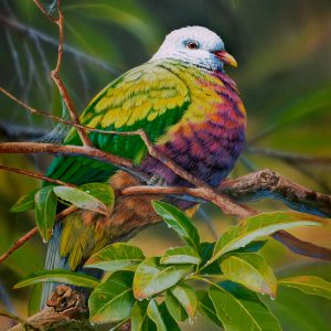 Rainforest Hideway Wompoo Fruit Dove 45x30cms