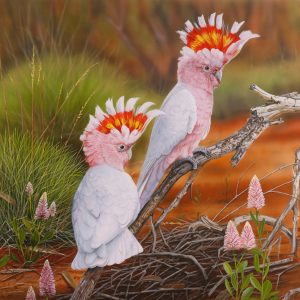 Mulla Mulla Mallee n Mitchells Major Mitchell Cockatoos 76x51cms