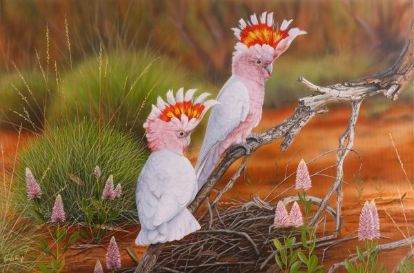 Mulla Mulla Mallee n Mitchells Major Mitchell Cockatoos 76x51cms