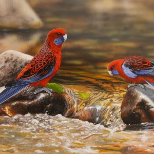 Refreshment Crimson Rosellas 55x36cms