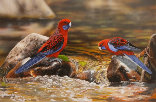 Refreshment Crimson Rosellas 55x36cms