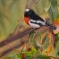 Bold Appearance Scarlet Robin 23x31cms