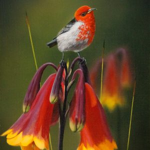 Sights of Christmas Scarlet Honeyeater 26x31cms