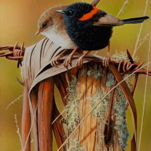 Contented Pair Red Backed Wrens 16x31cms