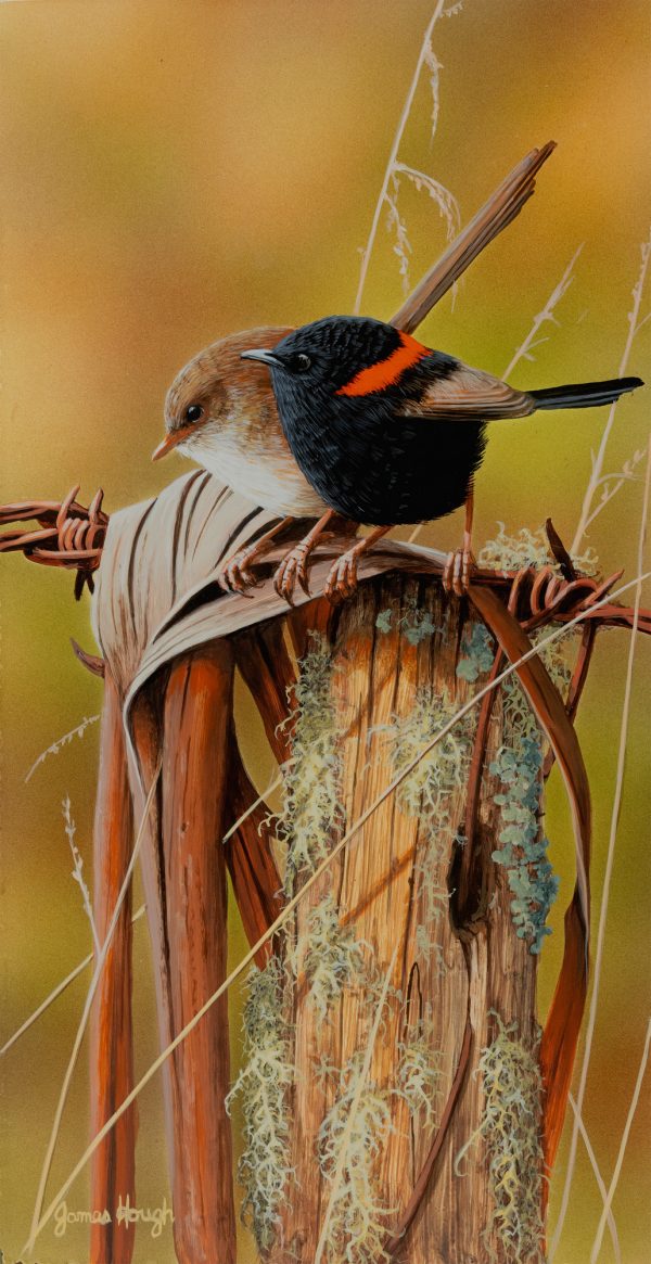 Contented Pair Red Backed Wrens 16x31cms