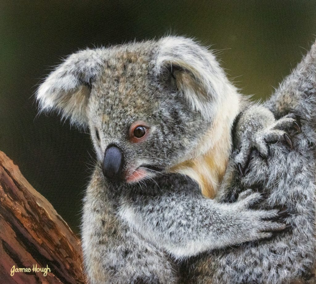 The Dependent Koala 25x23cms