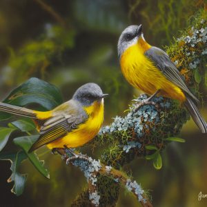 Striking a Pose Eastern Yellow Robins 31x23cms