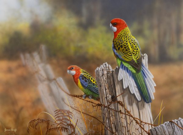 Posturing Eastern Rosellas 61x45cms