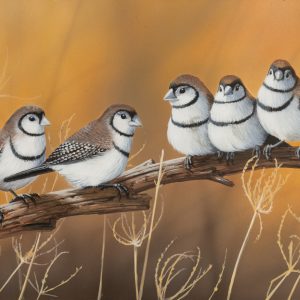 Community Double Barred Finch 34x19cms