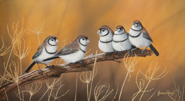 Community Double Barred Finch 34x19cms