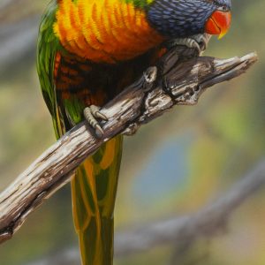 Eyeball Rainbow Lorikeet 20x42cms